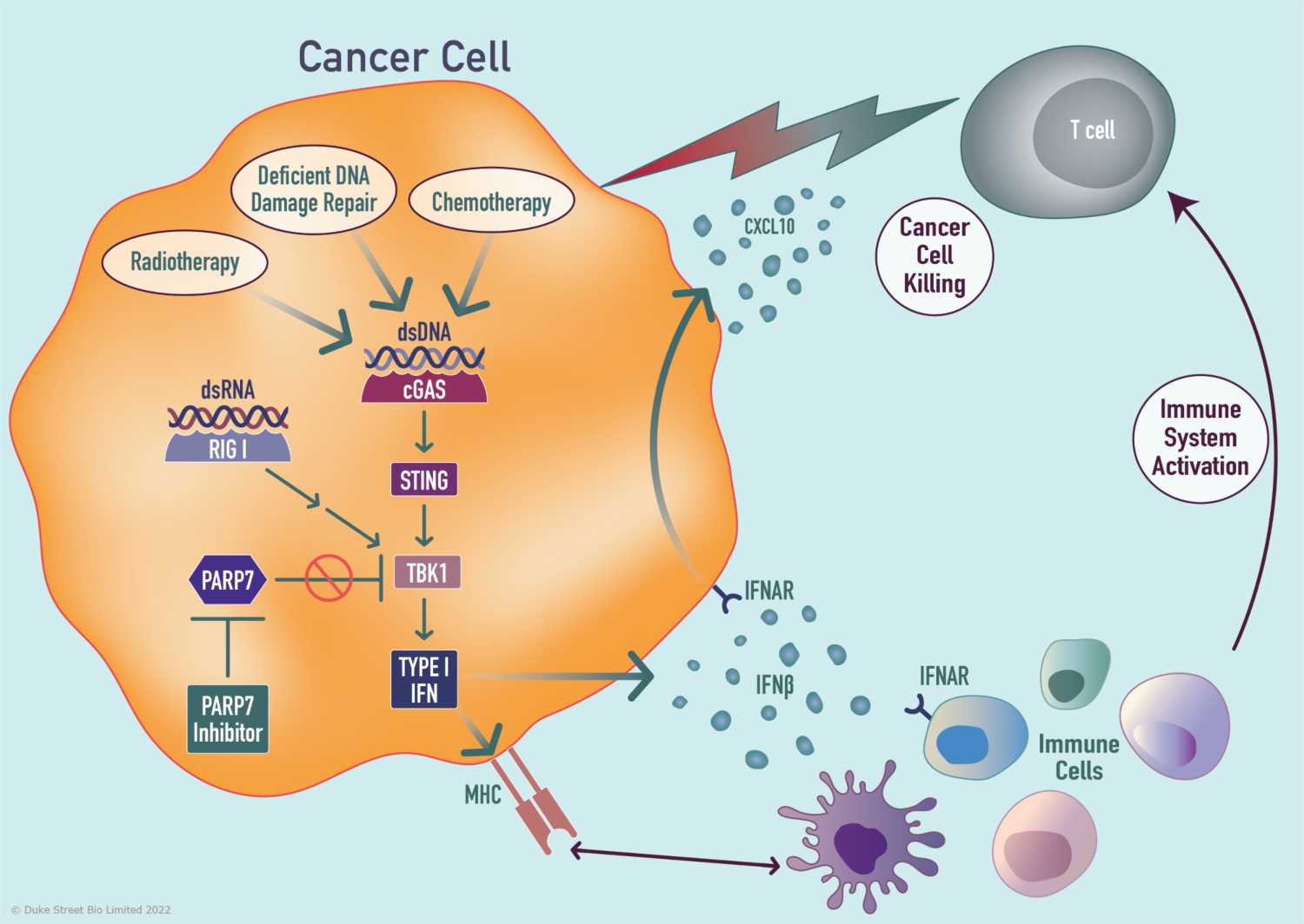 Parp7_inhibitor_illustration